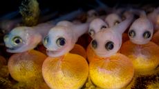 Baby fish with wide-eyes sat on orange egg sacs