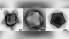 Different viruses under a microscope. The left virus is turtle-shaped; the middle and right viruses are shaped like stars. 