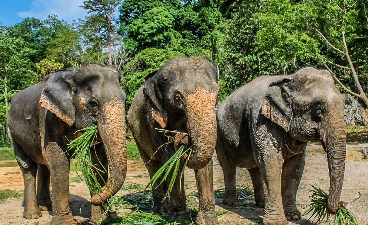Three elephants eating grass at Ao Nang Sanctuary, Krabi, Thailand. Ethical adventure for gay travelers in Southeast Asia.