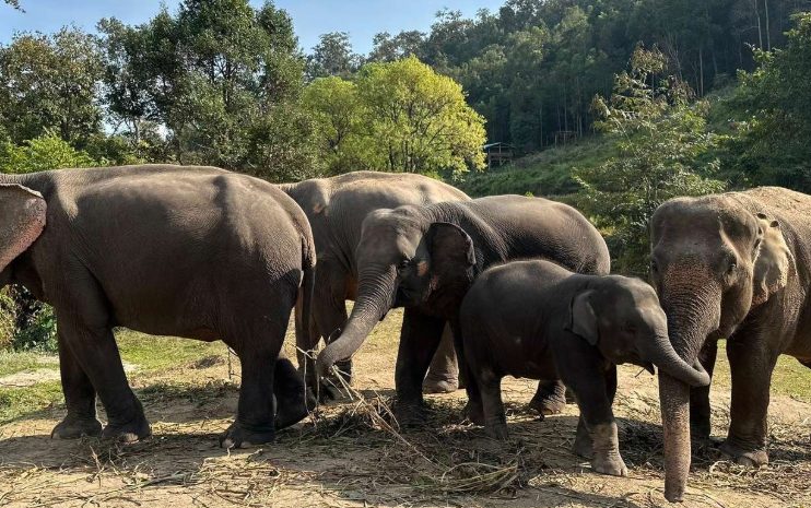 Elephants at a sanctuary. A baby elephant stands near the adults. Bamboo rafting and waterfalls may be nearby. Gay travel in Hanoi.