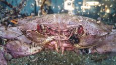 A close up picture of a snow crab in a transparent tank.