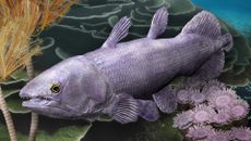 An illustration of a purple fish