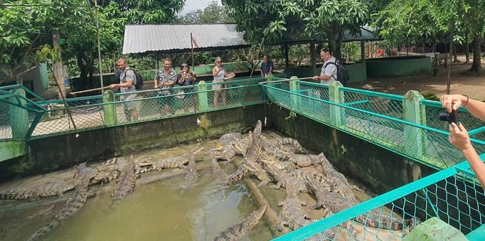 Gay travel: Tourists feeding crocodiles in Mekong Delta, Vietnam. A unique experience on the 4 Islands tour. Khot cake vibes!