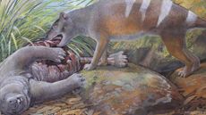 An illustration of a thylacine eating another marsupial species