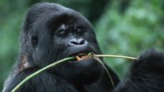 A gorilla chews on a long stem