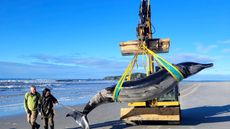 A large dolphin-like whale is carried by a digger on a beach with two people walking alongside it 