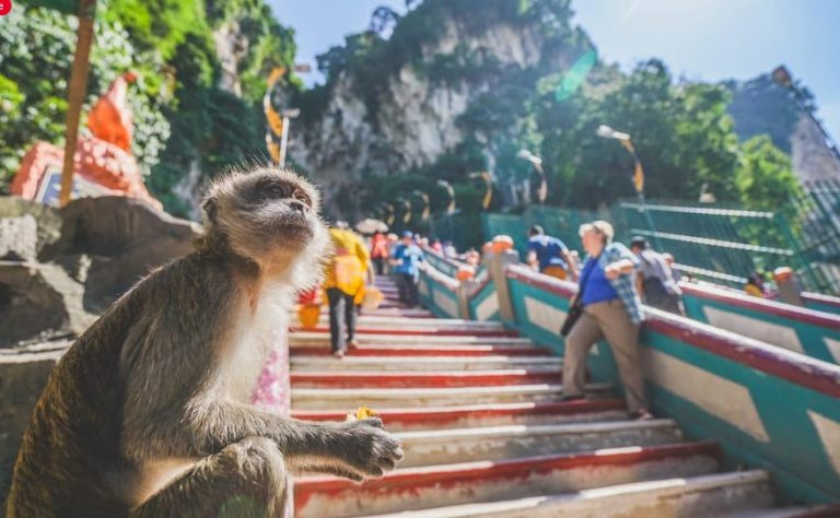 Monkey at Batu Caves, Kuala Lumpur. Tourists climb the colorful stairs in the background. Gay travel advice for Malaysia tours.