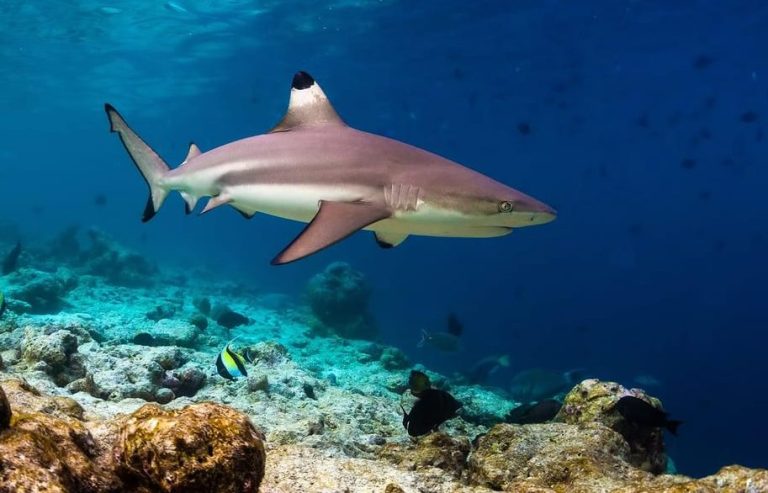 Blacktip reef shark swims in Phi Phi. Snorkeling adventure on a gay-friendly speedboat tour. Marine life, ocean, and travel.