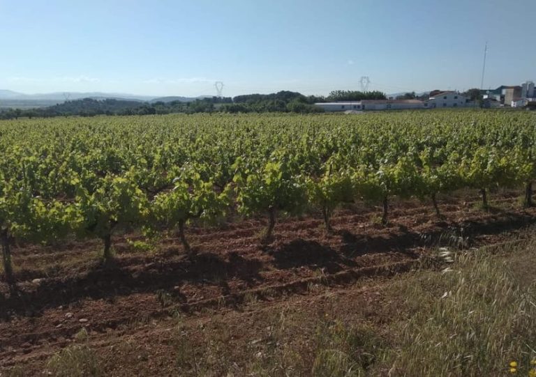 Vineyard landscape for wine tasting, Cava and local snacks at wineries. Rows of grape vines under a clear blue sky. Gay travel.