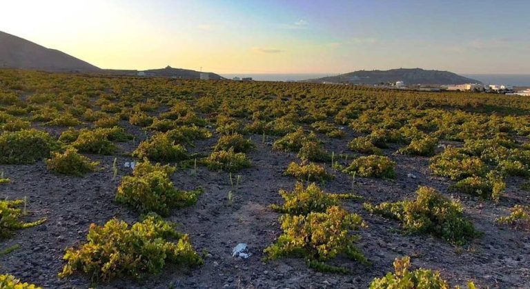 Santorini wine tour vineyard at sunset. Fine wines in a gay-friendly setting. Experience Santorini's unique viticulture.