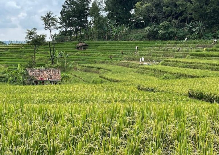 Jakarta adventure: Lush rice fields in terraces. A rural landscape for gay travel inspiration. Volcano rice fields, hot springs.