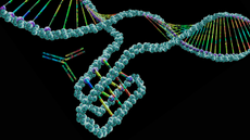 Medical illustration showing a molecule of DNA that is forming an i-motif against a black background. The i-motif is in the middle of the image and a y-shaped antibody is next to it. The DNA molecule and the antibody are multi-colored. 